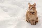 Red cat on the snow