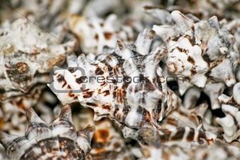 Shell abstract
