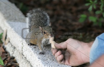 Hand Fed Squirrel