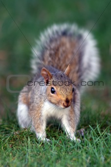 Squirell - Close Up