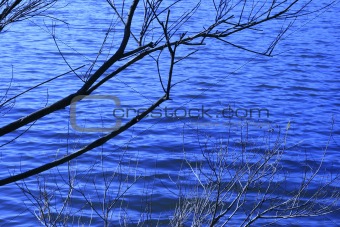 Branch in a clear blue water