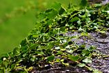 Green creeping ivy