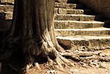Tree and flight of steps