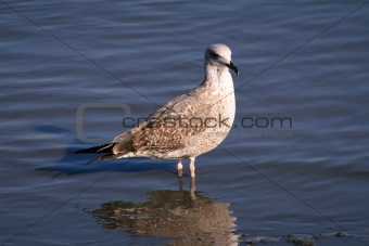Seagull into the water