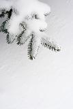 snow pine branch