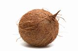 one coconut on white background