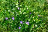 Violet Wild Flowers in spring.