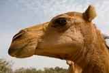sahara camel 