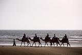 Camel train silhouette 