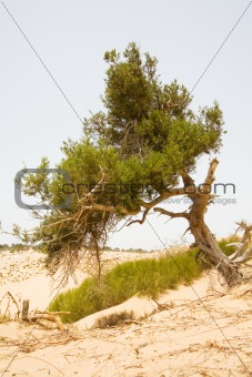 one lone tree in desert
