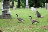 Graveyard Geese 1