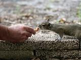 Hand Fed Squirrel