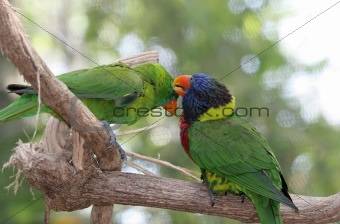 Parrots Grooming Eachother