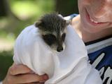 Rescued Raccoon Baby