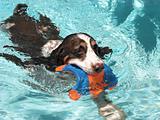 Swimming Spaniel