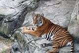Tiger At Rest