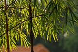 yellow bamboo and leaf in the parks