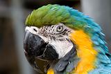 Blue Gold Macaw Head Shot