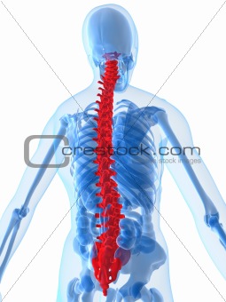 highlighted spine