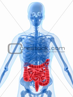 highlighted intestines