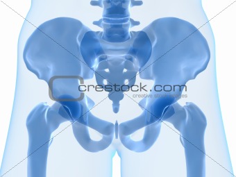 skeletal hip