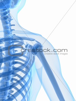 skeletal shoulder