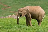 Male african elephant
