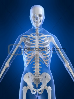 female skeleton