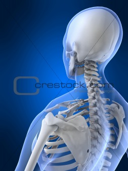 skeletal neck