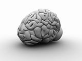 grey brain