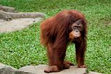 orangutan posing in front of camera