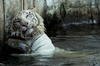white bengal tiger in his activity