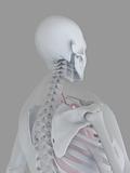 skeletal back
