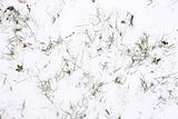 Snow grass