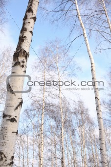 woods of birch