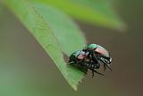 Mating Japanese Beetles