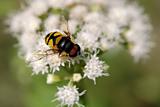 Hover Fly (Eristalis)