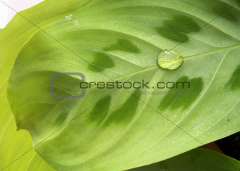 waterdrop on leaf