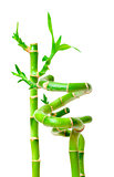 Lucky Bamboo Plant (Dracaena sanderiana)