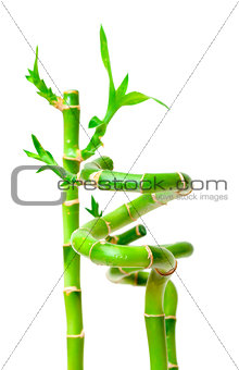 Lucky Bamboo Plant (Dracaena sanderiana)