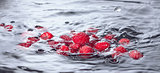 Red Raspberries Dropped into Water with Splash
