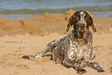 german shorthaired pointer on the beach