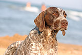 german shorthaired pointer on the beach closeup