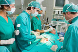 Surgeons operating a patient belly