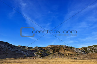 Sheep on the Bistra mountain in summer