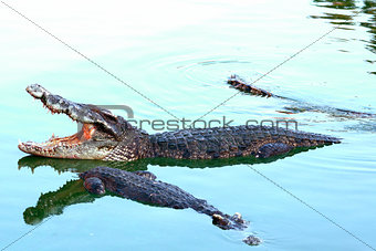 Asia Crocodile