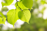 birch green leaves
