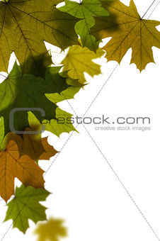 maple tree leaves background