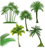 set of palm tree