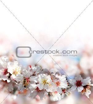bee collecting nectar from the flowers of the peach tree